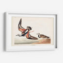 Pl. 304 Turn-Stone - John James Audubon | Cuadro decorativo de Canvas Lab