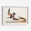 Pl. 304 Turn-Stone - John James Audubon | Cuadro decorativo de Canvas Lab