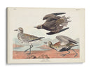Pl. 300 Chorlito De Oro - John James Audubon | Cuadro decorativo de Canvas Lab