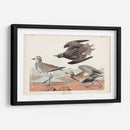 Pl. 300 Chorlito De Oro - John James Audubon | Cuadro decorativo de Canvas Lab