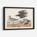 Pl. 300 Chorlito De Oro - John James Audubon | Cuadro decorativo de Canvas Lab