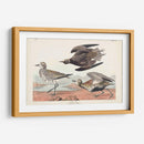 Pl. 300 Chorlito De Oro - John James Audubon | Cuadro decorativo de Canvas Lab