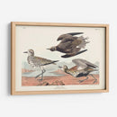 Pl. 300 Chorlito De Oro - John James Audubon | Cuadro decorativo de Canvas Lab