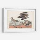 Pl. 300 Chorlito De Oro - John James Audubon | Cuadro decorativo de Canvas Lab