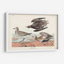 Pl. 300 Chorlito De Oro - John James Audubon | Cuadro decorativo de Canvas Lab
