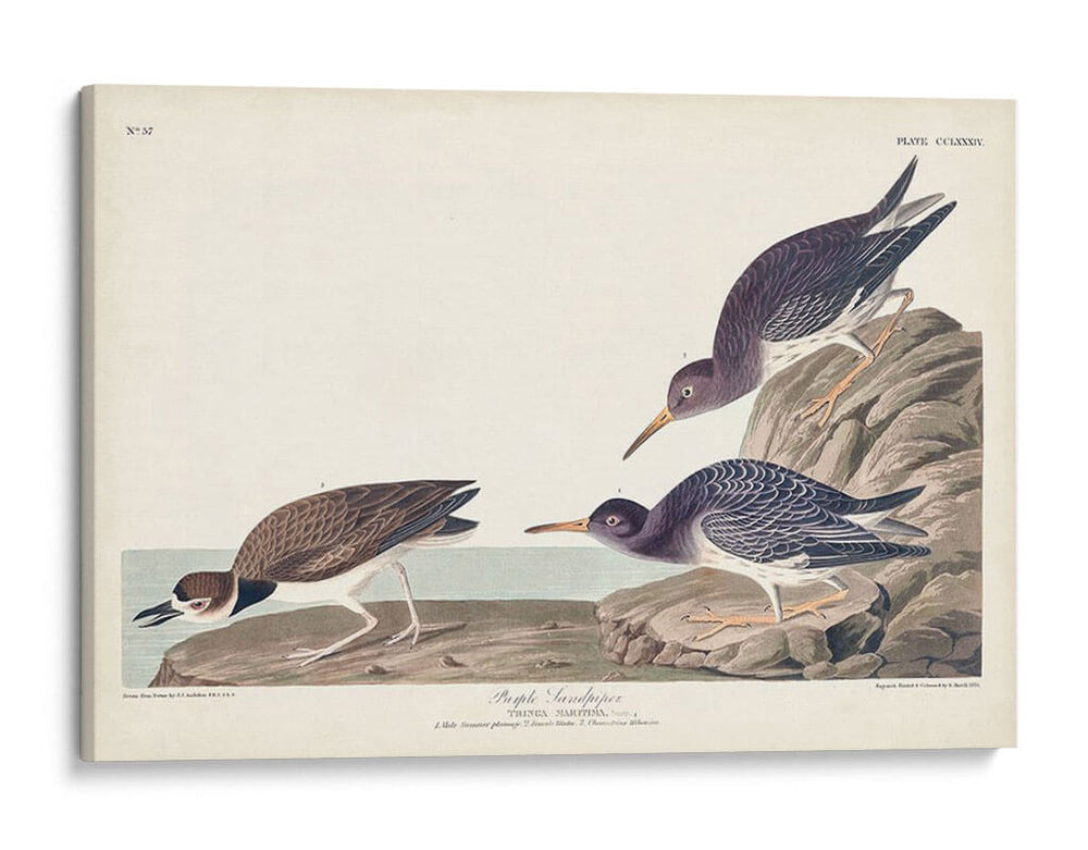 Pl. 284 Purple Sandpiper - John James Audubon | Cuadro decorativo de Canvas Lab