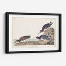 Pl. 284 Purple Sandpiper - John James Audubon | Cuadro decorativo de Canvas Lab