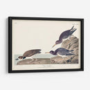 Pl. 284 Purple Sandpiper - John James Audubon | Cuadro decorativo de Canvas Lab