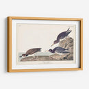 Pl. 284 Purple Sandpiper - John James Audubon | Cuadro decorativo de Canvas Lab