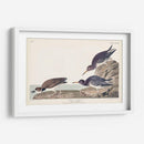 Pl. 284 Purple Sandpiper - John James Audubon | Cuadro decorativo de Canvas Lab