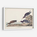 Pl. 284 Purple Sandpiper - John James Audubon | Cuadro decorativo de Canvas Lab