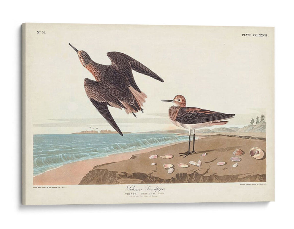 Pl. 278 Schins Sandpiper - John James Audubon | Cuadro decorativo de Canvas Lab