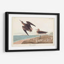 Pl. 278 Schins Sandpiper - John James Audubon | Cuadro decorativo de Canvas Lab