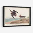 Pl. 278 Schins Sandpiper - John James Audubon | Cuadro decorativo de Canvas Lab
