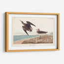 Pl. 278 Schins Sandpiper - John James Audubon | Cuadro decorativo de Canvas Lab