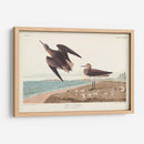 Pl. 278 Schins Sandpiper - John James Audubon | Cuadro decorativo de Canvas Lab