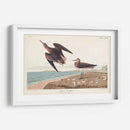 Pl. 278 Schins Sandpiper - John James Audubon | Cuadro decorativo de Canvas Lab