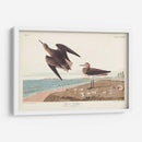 Pl. 278 Schins Sandpiper - John James Audubon | Cuadro decorativo de Canvas Lab