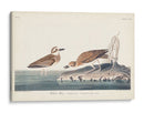 Pl. 209 Wilsons Chorl - John James Audubon | Cuadro decorativo de Canvas Lab