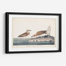 Pl. 209 Wilsons Chorl - John James Audubon | Cuadro decorativo de Canvas Lab
