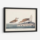 Pl. 209 Wilsons Chorl - John James Audubon | Cuadro decorativo de Canvas Lab