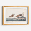 Pl. 209 Wilsons Chorl - John James Audubon | Cuadro decorativo de Canvas Lab