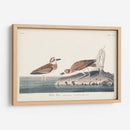 Pl. 209 Wilsons Chorl - John James Audubon | Cuadro decorativo de Canvas Lab
