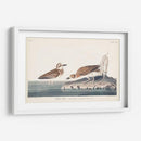 Pl. 209 Wilsons Chorl - John James Audubon | Cuadro decorativo de Canvas Lab