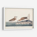 Pl. 209 Wilsons Chorl - John James Audubon | Cuadro decorativo de Canvas Lab