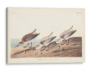 Pl. 230 Sanderling - John James Audubon | Cuadro decorativo de Canvas Lab