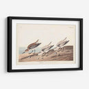 Pl. 230 Sanderling - John James Audubon | Cuadro decorativo de Canvas Lab