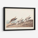Pl. 230 Sanderling - John James Audubon | Cuadro decorativo de Canvas Lab