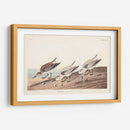 Pl. 230 Sanderling - John James Audubon | Cuadro decorativo de Canvas Lab