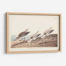 Pl. 230 Sanderling - John James Audubon | Cuadro decorativo de Canvas Lab
