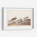 Pl. 230 Sanderling - John James Audubon | Cuadro decorativo de Canvas Lab