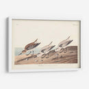 Pl. 230 Sanderling - John James Audubon | Cuadro decorativo de Canvas Lab