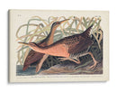 Pl. 203 Gran Ferrocarril Rojo - John James Audubon | Cuadro decorativo de Canvas Lab