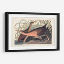Pl. 203 Gran Ferrocarril Rojo - John James Audubon | Cuadro decorativo de Canvas Lab