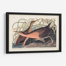 Pl. 203 Gran Ferrocarril Rojo - John James Audubon | Cuadro decorativo de Canvas Lab