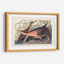 Pl. 203 Gran Ferrocarril Rojo - John James Audubon | Cuadro decorativo de Canvas Lab