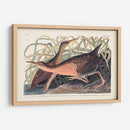 Pl. 203 Gran Ferrocarril Rojo - John James Audubon | Cuadro decorativo de Canvas Lab