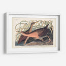 Pl. 203 Gran Ferrocarril Rojo - John James Audubon | Cuadro decorativo de Canvas Lab