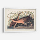 Pl. 203 Gran Ferrocarril Rojo - John James Audubon | Cuadro decorativo de Canvas Lab