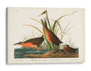 Pl. 205 Ferrocarril Virginiano - John James Audubon | Cuadro decorativo de Canvas Lab