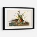 Pl. 205 Ferrocarril Virginiano - John James Audubon | Cuadro decorativo de Canvas Lab