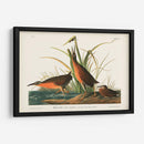 Pl. 205 Ferrocarril Virginiano - John James Audubon | Cuadro decorativo de Canvas Lab