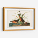 Pl. 205 Ferrocarril Virginiano - John James Audubon | Cuadro decorativo de Canvas Lab