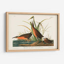 Pl. 205 Ferrocarril Virginiano - John James Audubon | Cuadro decorativo de Canvas Lab