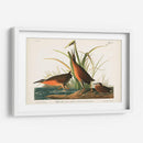 Pl. 205 Ferrocarril Virginiano - John James Audubon | Cuadro decorativo de Canvas Lab