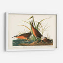 Pl. 205 Ferrocarril Virginiano - John James Audubon | Cuadro decorativo de Canvas Lab